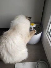 Dispenser-Container Fountain Cat-Bowl Water-Level-Display Electric-Water-Feeder Dogs