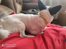 Collar de policarbonato para perros, hebillas ajustables con campana, correa para el cuello, suministros para mascotas, accesorios para perros pequeños, Chihuahua, Bulldogs, 1 unidad