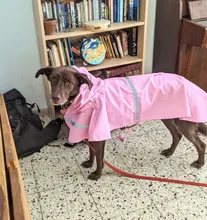 Puppy Raincoat Pets-Clothes Teddy Reflective-Tape Large XS-XXXL Bear-Big