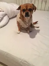 Dog Winter Bulldog-Coat Chihuahu Small French Outfit Puppy Medium Warm 