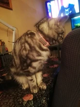 Collar reflectivo para perro, personalizado, de cuero, acolchado, para perros pequeños, medianos, Chihuahua, Yorkie