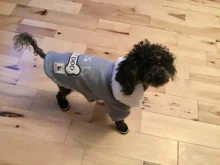 Zapatos para perros pequeños de invierno, botas de nieve impermeables con forro polar cálido para cachorros y mascotas, zapatos para Chihuahua Yorkie, productos para mascotas