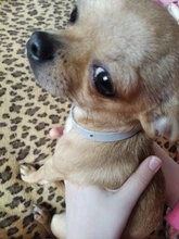 Collar ajustable que elimina pulgas y garrapatas, repelente de mosquitos e insectos para perros y gatos, hasta 3 meses de pulga y garrapata