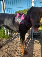 K9 Harnesses For Dogs Customizable Dog Name label Reflective Adjustable Dog Harness Vest