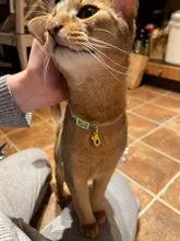 Puppy-Collar Bell Pet-Supplies Breakaway Chat Kittens Adjustable with Cut Cats Pour 