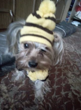 Pet-Puppy-Accessories Socks Hats Cat-Products Dogs-Knitted Small Chihuahua Little Winter