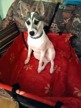 Hammock Basket Travelling-Protector-Cushion Back-Seat-Cover Dog-Car-Carrier Safety Waterproof