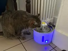 Container Dispenser Water-Level-Display Cats-Drink Dogs Automatic-Water-Feeder Electric