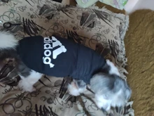 Ropa de perro de verano gran perro chaleco perro ropa camiseta sudadera chaleco para gatos mascota Camiseta de algodón ropa para perros mascotas ropa