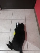 Vaso Swing juguetes para gatos gato interactivo equilibrio coche gato juguete de persecución con Catnip para mascotas productos para Dropshipping. Exclusivo.