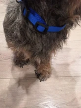 Adjustable Nylon Dog Collars Pet Collars Charm Necklace Collar For Dogs Cat Collars Pet