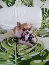 Toy Pet-Supplies Puppy Chew Durable Bone Funny-Tool Pets Dogs Cotton 1pcs Rope-15cm Braided