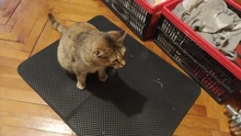 Litter-Mat Clean-Pad-Products Cats-Accessories Double-Layer Waterproof Pet-Cat EVA 