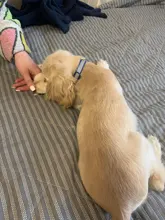 Collar de perros de piel sintética personalizado, reflectante, gato, grabado personalizado, etiqueta de identificación, grabado para cachorro, perros grandes, accesorios para mascotas