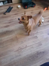 Winter Overalls for Dogs Warm Waterproof Pet Jumpsuit Trousers Male/ Female Dog Reflective