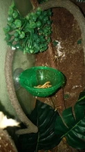 Cuenco de comida antiescape para reptiles, taza, Tortuga, lagarto, gusano, contenedor de comida vivo