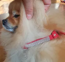 Suave de cuero de gamuza de arnés para perro Cachorro de diamantes de imitación chaleco para gatos mascota Mascotas Cachorro arneses para pequeño mediano perros Chihuahua rosa