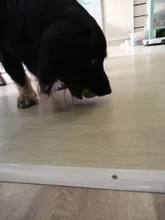 Bola de juguete interactiva para perro, Bola de goma natural con fugas, Limpieza de dientes, 5cm/7cm/11cm, nueva mascota de sandía