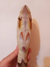 Cheap Pet Products Fish Toy Cat Scratch Board Scratching Post Catnip toys for Cat Pet