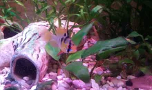 Luz de acuario LED resistente al agua, lámpara sumergible para plantas acuáticas, decoración acuática con Clip