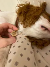 Address-Tags Decoration Cat-Collar-Accessories Dog-Tags-Collars Pet-Id Name Stainless-Steel