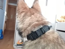 Collar de perro personalizado con grabado de nombre libre, hebilla de Metal fuerte, táctico, perro militar, con mango de Control, liberación rápida