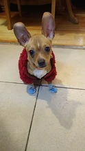 Socks Dog-Shoes Paw-Protector Chihuahua-Boots Puppy Small Dogs Winter Anti-Slip for Indoor-Wear
