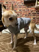 Hoodies Jacket Coat Puppy-Clothing Yorkie Small Dog Classic Chihuahua Pet-Dog for Autumn