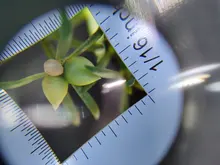 Lupa con mango de dermatoscopio 10X, visión clara suave con escala de medida, 30X, tipo B, visión más grande con luz UV