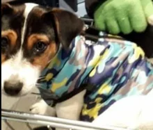 Puppy-Clothes Dog-Jacket Small Chihuahua Waterproof Winter Camo-Pattern Petshop Perro