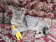 Toy Dog-Toys Duck-Pig Molar Squeak Sound Chew Plush Durability Funny Elephant Fleece