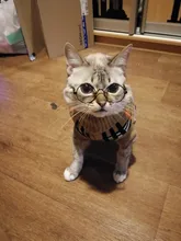 Antumn-ropa de invierno para gatos abrigo de suéter Katten para perros, disfraz de gato para perros pequeños, Chihuahua, Pugs, Bulldog francés