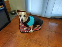 8 Size S-5XL Winter Dog Clothes For Pet Waterproof Warm Large Dog Vest Cat Puppy Dog