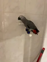 Standing Toys-Accessories Perches Bird Pet-Parrot Bath Platform-Rack Shower Foldable