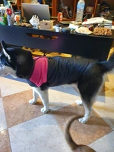 Chaleco impermeable para perros grandes y pequeños, abrigo cálido de invierno para cachorros, ropa para mascotas, 4XL, 5XL, nuevo