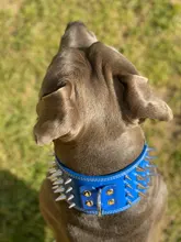 Pet-Dog-Collar Studded Wide-Spikes Doberman Pitbull 3inch for Large Breeds Pitbull/Doberman/M/..