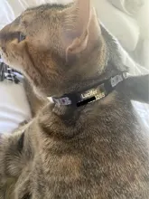 Etiquetas de identificación personalizadas para perros y gatos, grabadas, TEL. Etiquetas para el cuello para mascotas, Gato de acero inoxidable con nombre, accesorios para perros