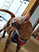 Elegante pajarita arnés tipo chaleco para perro con correa ajustable, Gato conjunto de Correa y arnés lindo arco nudo esmoquin para gatos gatito cachorro