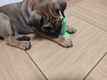 Dental Chew Toys for Dogs Healthy Fresh Puppy Teeth Cleaning Brush Cactus Large Breed