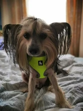 Harness Collar Puppy Walk-Vest Pet-Dog Truelove Small Pets Nylon Breathable Mesh Cat