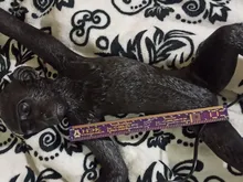 Light-Fixtures Pendant-Lamp Animal-Lighting Loft Hemp-Rope Cafe Gold E27 Black Resin