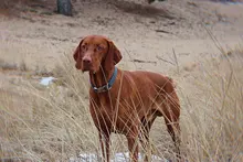 Leash Set Collars Lead Name Custom Personalized Adjustable Plaid Suit Id-Tag Faber