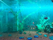 Bomba de filtro 4 en 1 para acuario, generador interno de oxígeno, de aire, de olas, sumergible para pecera