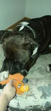 Perro de juguete duradera lindo papá pato haciendo sonido perro de peluche juguetes masticables para cachorros formación juguetes para la dentición para pequeños perros mediano