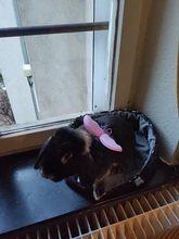 Ala del ángel arnés del animal doméstico pequeño perro mascota conejo gato pecho conjunto adorable Collar cinturón de seguridad ajustable caminar al aire libre Correa cuerda 6 Color