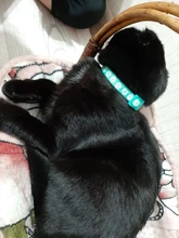 Collier-Collar para gatos con estampado de pata, correa de nailon ajustable para el cuello, para gatos