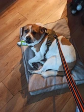 Harness Light-Weight Military-Service Truelove Dog Small Outdoor Tactical Medium Adjustable