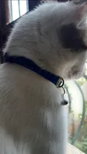 Cat-Collar Nylon-Strap Bell Puppy Adjustable Small Cute with Frosted ABS Pet-Cat SUPREPET