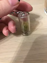 Collar creativo de Cactus en miniatura, suculento, usable, planta en vivo, Pandant al azar, 1 ud.