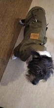 Hoodie Jacket Pet Dogs Cats Chihuahua Winter Medium Warm And Lightweight
